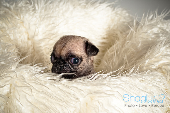 Baby Puggie Project-41