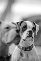 Boorah and Lola-15