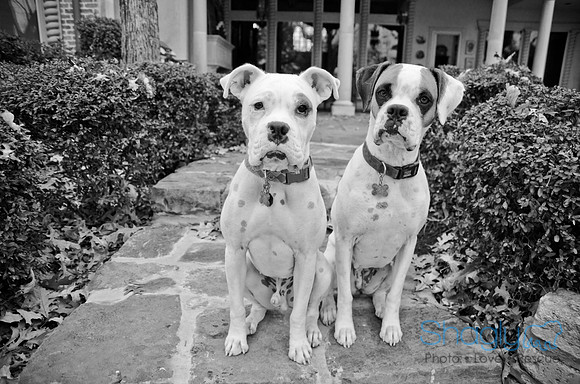 Boorah and Lola-67