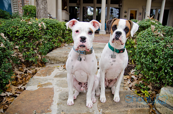 Boorah and Lola-66