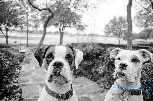 Boorah and Lola-73