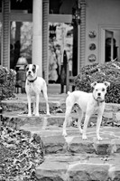 Boorah and Lola-5