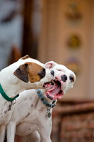 Boorah and Lola-9