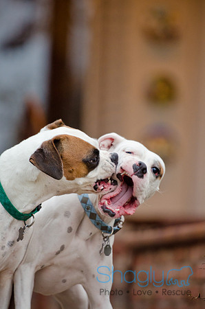 Boorah and Lola-9