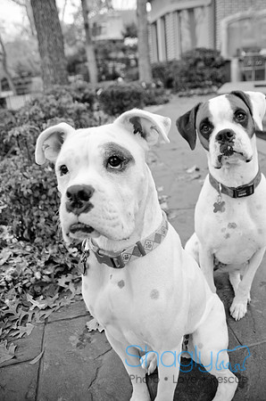 Boorah and Lola-83