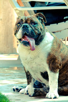 Ava-6