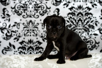Baby Puggy Project-16