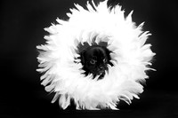 Baby Puggy Project-3