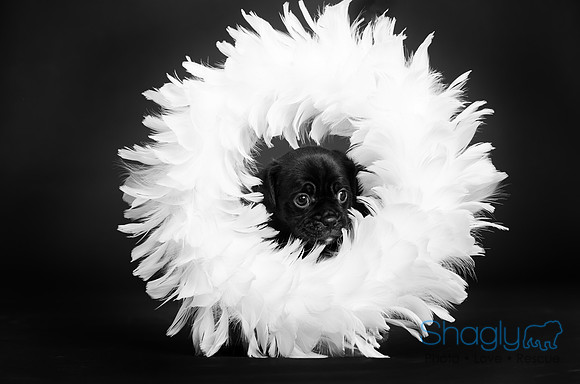 Baby Puggy Project-3