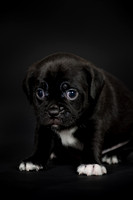 Baby Puggy Project-6