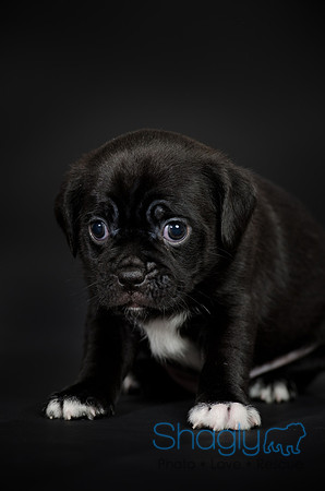 Baby Puggy Project-6
