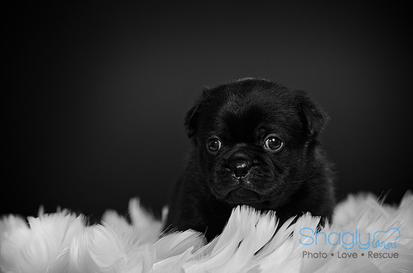 Baby Puggy Project-49