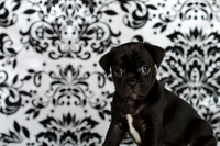 Baby Puggy Project-17