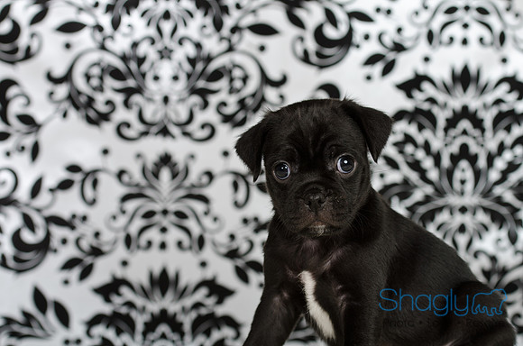 Baby Puggy Project-17