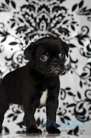 Baby Puggy Project-25