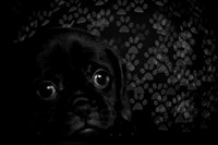 Baby Puggy Project-1