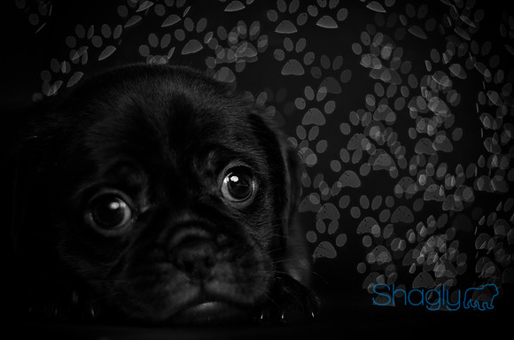 Baby Puggy Project-1