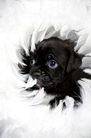 Baby Puggy Project-4