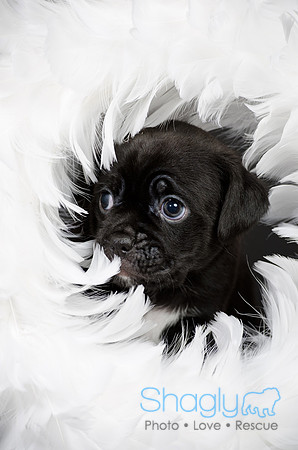 Baby Puggy Project-4