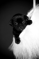 Baby Puggy Project-10