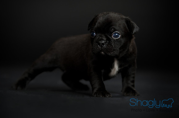 Baby Puggy Project-40