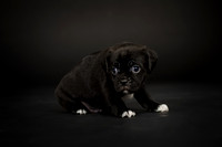 Baby Puggy Project-1