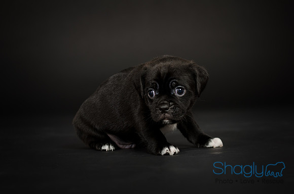 Baby Puggy Project-1
