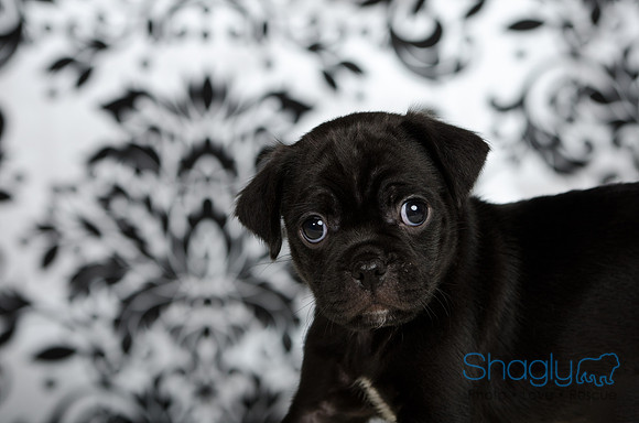 Baby Puggy Project-20