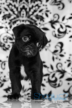 Baby Puggy Project-24