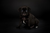 Baby Puggy Project-12