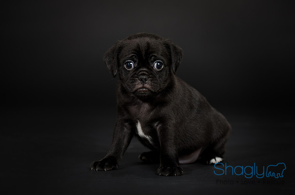 Baby Puggy Project-12