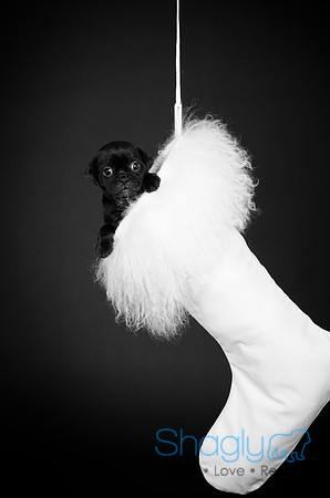 Baby Puggy Project-8