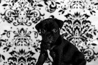 Baby Puggy Project-18
