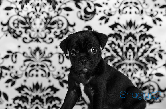 Baby Puggy Project-18