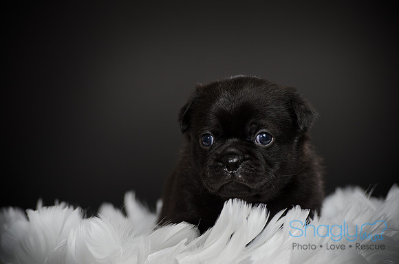 Baby Puggy Project-48