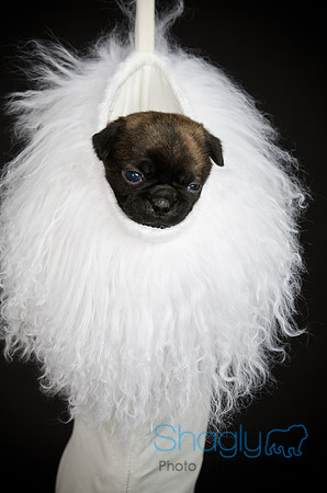 Baby Puggy Project-33