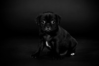 Baby Puggy Project-13