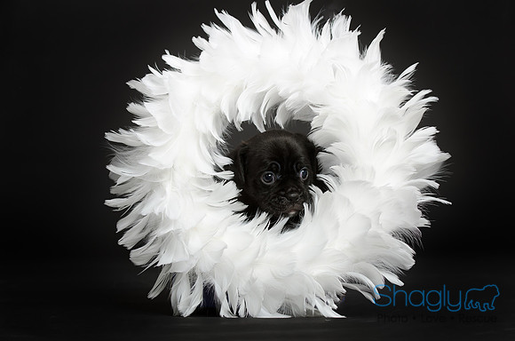 Baby Puggy Project-2