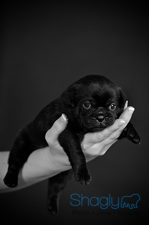 Baby Puggy Project-47