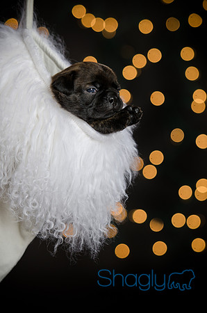 Baby Puggy Project-34