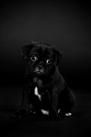 Baby Puggy Project-15