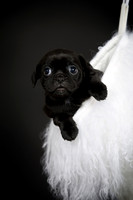 Baby Puggy Project-11