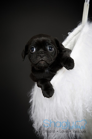 Baby Puggy Project-11