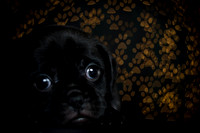 Baby Puggy Project-1