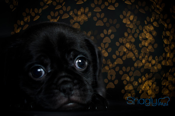 Baby Puggy Project-1