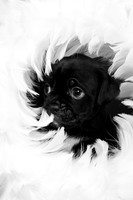 Baby Puggy Project-5