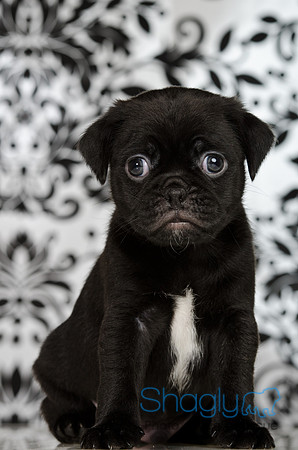 Baby Puggy Project-26