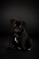Baby Puggy Project-14