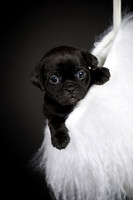 Baby Puggy Project-9