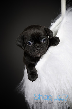 Baby Puggy Project-9